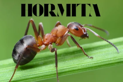 hormita