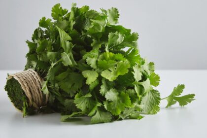 koriandri