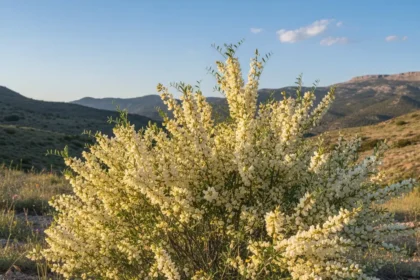 Ракитовица: The Hidden Gem of Nature and Culture